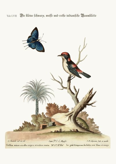 The little black, white and red Indian Creeper, 1749-73 by George Edwards